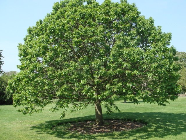 Castanea sativa